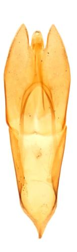 Helophorus obscurus